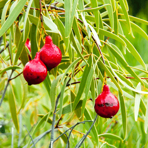 Quandong