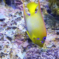 Queen Angelfish