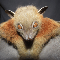 Queensland Tube Nosed Bat