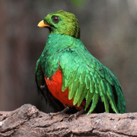 Quetzal