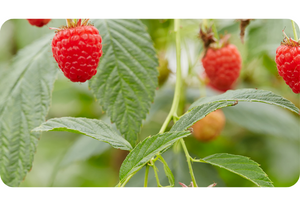 Raspberry plant