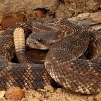 Rattlesnake