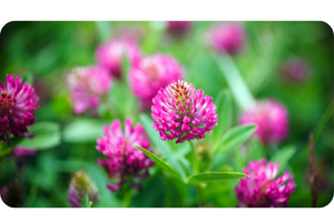 Red clover plant