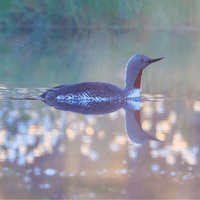 Red throated Loon