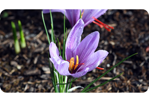 Saffron Crocus sativus