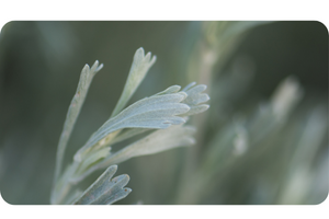 Sagebrush Artemisia tridentata