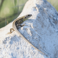 Sand Lizard