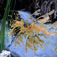 Sea Dragon