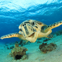 Sea Turtle