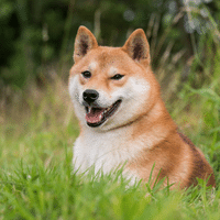 Shiba Inu