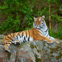 Siberian Tiger