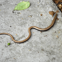 Slow Worm