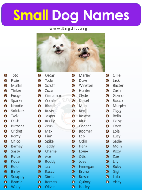 400+ Cutest Small Dog Names (Male, Female) - EngDic