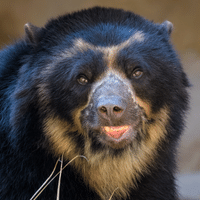 Spectacled Bear