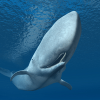 Sperm Whale