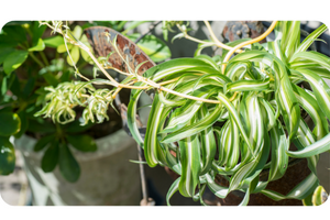 Spider Plant Chlorophytum comosum