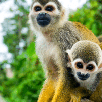 Squirrel Monkey