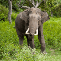 Sri Lankan Elephant