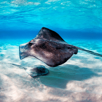 Stingray