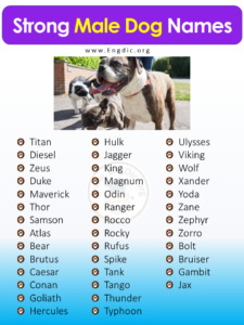 200+Tough, Strong Dog Names (Male & Female) – EngDic