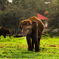 Sumatran Elephant