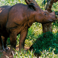 Sumatran Rhinoceros