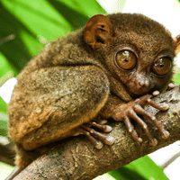 Tarsier