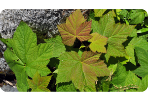 Thimbleberry Plant