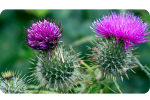 Thistle Plant