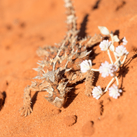 Thorny Devil