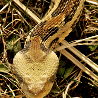 Timber Rattlesnake