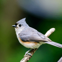 Titmouse