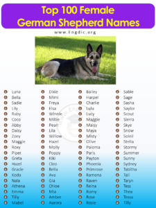 300+ Female German Shepherd Names (Most Popular) - EngDic