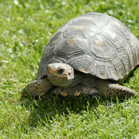 Tortoise