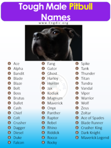 500+ Best Unique Pitbull Names (Male, Female) – EngDic