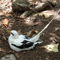 Tropicbird