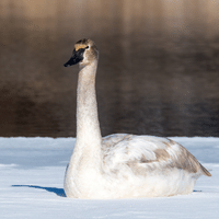 Tundra Swan 1