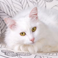 Turkish Angora