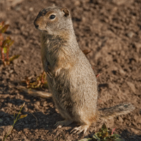 Uinta Ground Squirrel