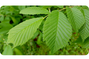 Ulmus plant