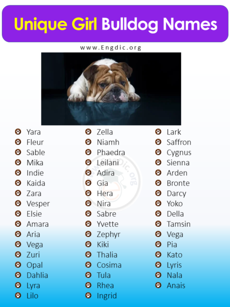 250+ Female Bulldog Names (Unique, Exotic, Funny) - EngDic