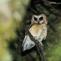 Unspotted Saw whet Owl