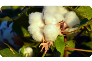 Upland cotton plant