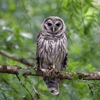 Uralian Owl
