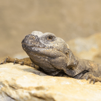 Uromastyx