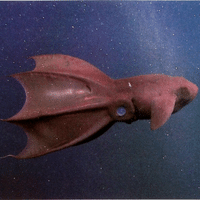 Vampire Squid