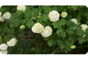 Viburnum opulus Viburnum opulus