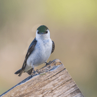 Violet green Swallow