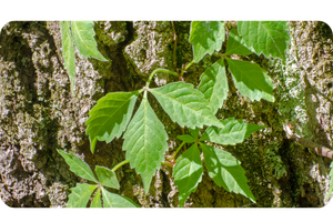 Virginia Creeper Parthenocissus quinquefolia