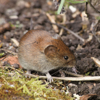 Vole